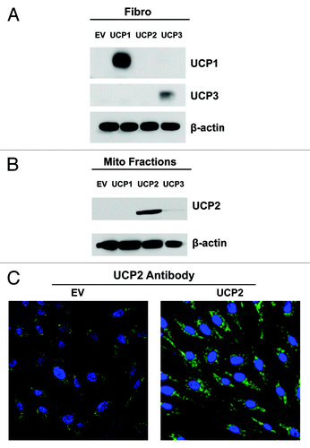 Figure 1. Overexpression of UCP1, UCP2 or UCP3 in human fibroblasts. (A) Human immortalized fibroblasts were transduced with a lentiviral vector encoding mitochondrial uncoupling proteins UCP1, UCP2, UCP3 or the empty-vector alone control (EV). After selection, the cells were subjected to immunoblot analysis with specific antibodies. β-actin is shown as equal loading control. Immunoblot analysis validates the expression of UCP1 and UCP3 in total cell lysates. However, UCP2 was undetectable. (B) To detect the expression of UCP2, enriched mitochondrial fractions were isolated from EV, UCP1, UCP2, or UCP3 fibroblasts. Immunoblotting with UCP2 antibodies demonstrates UCP2 overexpression. (C) Immunostaining of empty-vector and UCP2 fibroblasts confirms the expression of UCP2, showing a mitochondrial-like staining pattern. Original magnification, 40X.