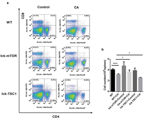Figure 5. CD4+ T cell counts in Candida-infected mice. Splenocytes were obtained at 12 h after Candida injection. (a) Gating strategy for CD4+CD8− and CD4−CD8+ T cells by flow cytometry analysis. (b) CD4+ T cell count for each specimen. Mean ± SD, six mice per group, ∗p < 0.05, ∗∗∗∗p < 0.0001.