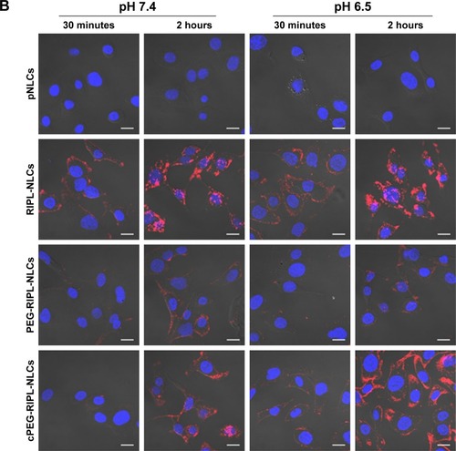 Figure 5 Quantitative and qualitative analysis of the cellular uptake of DiI-loaded NLC formulations under pH 6.5 and pH 7.4 for different time.Notes: Concentration of DiI was 100 ng/mL. (A) Flow cytometry histogram showing the treatment effect: cells treated with pNLCs (black), RIPL-NLCs (red), PEG-RIPL-NLCs (blue), and cPEG-RIPL-NLCs (green). Data represent the means±SD (n=3). Statistical analysis was performed using a Student’s t-test (*P<0.05 between different pH treatments). (B) Confocal microscopy images of SKOV3 cells incubated with pNLCs, RIPL-NLCs, PEG-RIPL-NLCs, and cPEG-RIPL-NLCs at 37°C for 30 minutes or 2 hours under pH 6.5 or 7.4. The nuclei were stained with DAPI for blue fluorescence and merged with bright field view and red fluorescence of DiI distributed in the cytoplasm. Scale bar represents 20 μm.Abbreviations: MFI, mean fluorescence intensity; DiI, 1,1′-dioctadecyl-3,3,3′,3′-tetramethylindocarbocyanine perchlorate; NLC, nanostructured lipid carrier; pNLCs, plain NLCs; RIPL-NLCs, RIPL peptide-conjugated NLCs; PEG-RIPL-NLCs, PEG-modified RIPL-NLCs; cPEG-RIPL-NLCs, cleavable PEG-modified RIPL-NLCs.