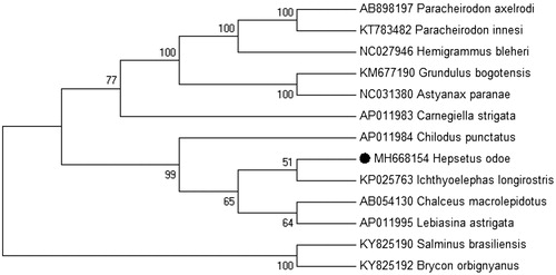 Figure 1. Phylogenetic tree derived from NJ based on concatenated nucleotide sequences of twelve PCGs. Including Paracheirodon axelrodi, Paracheirodon innesi, Grundulus bogotensis, Astyanax paranae, Carnegiella strigata,Chilodus punctatus, Hepsetus odoe, lchthyoelephas longirostris, Chalceus macrolepidotus, Labiasina astrigata, Salminus brasiliensis, Brycon orbignyanus.