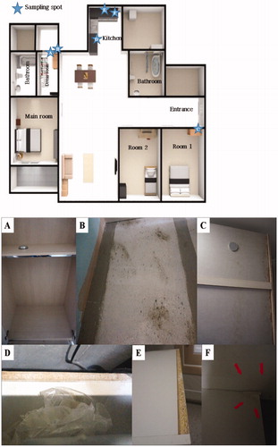 Figure 1. Sampling spot (top) in the floor plan of the sampled house and photos of the fungus contaminated built-in furniture (bottom). (A) The inside of closet in dress room (sampling spot1); (B) The back side of built-in furniture in dress room (sampling spot2); (C) The back side of closet in room 1 (sampling spot3); (D) Built-in furniture below the gas range in kitchen (sampling spot4); (E) The shelf of built-in furniture in kitchen (sampling spot5); (F) The built-in furniture in underneath of the sink in kitchen (sampling spot6).