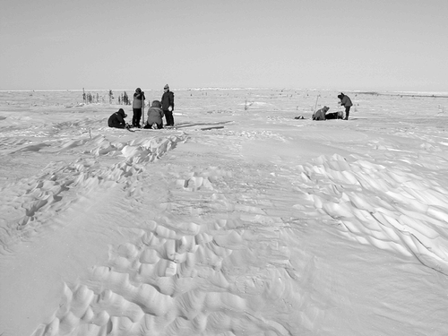 Figure 6 The tundra snowpack was thin to discontinuous with scour and drift throughout the site. Reworking of the snowpack by wind was evident in the zastrugi that was common on the site. Consequently, snowpack characteristics were spatially and internally variable.
