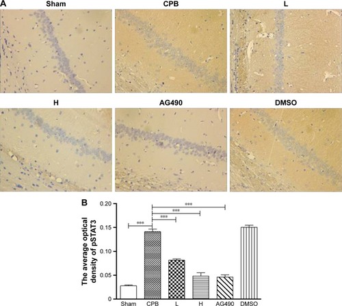 Figure 11 Expression of pSTAT3 in hippocampal CA1 region by immunohistochemistry.