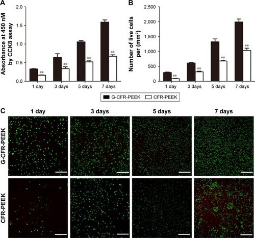 Figure 5 (A) OD value of the G-CFR-PEEK scaffolds and CFR-PEEK scaffolds at 1, 3, 5, and 7 days (n=6). (B) Live cells/mm2 (n=6) were analyzed using the fluorescence images shown in C. (C) Fluorescence images of live and dead cells after BMSCs had been cultured for 1, 3, 5, and 7 days on each scaffold (n=3). Results presented as means ± SD. **P<0.01. Scale bars =100 µm.Abbreviations: BMSC, bone marrow stromal cell; CFR-PEEK, carbon fiber-reinforced polyether ether ketone; G-CFR-PEEK, graphene-modified carbon fiber-reinforced polyether ether ketone; OD, optical density.