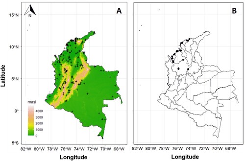 Figure 1. A. Records of Passiflora foetida s.l. in Colombia (black cross) from the Global Biodiversity Information System (GBIF.org, Citation2023) superimposed on elevation in metres above the sea level. B. Location of sites sampled (black dots) as part of this study (note that some of the sites were in proximity of each other and therefore dots cannot be differentiated in a national scale map) (Supplementary Table 1).