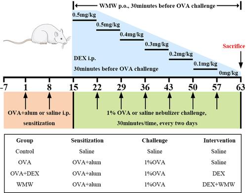 Figure 2 Schematic diagram of OVA-induced plus descending DEX intervention chronic asthmatic model. Sensitization: the mixture of OVA and aluminum hydroxide was intraperitoneally injected into rats at day 1 and 8. Challenge: from day 15, rats were challenged with 1% OVA nebulization inhalant solution every two days for 30 minutes, and it would last for seven weeks. Therapeutic interventions: DEX was intraperitoneally injected into rats with the dosage of 0.5mg/kg in day 15 to day 28, and it was withdrawn at the rate of 0.1mg/kg per week from day 29 to the end of the challenge.