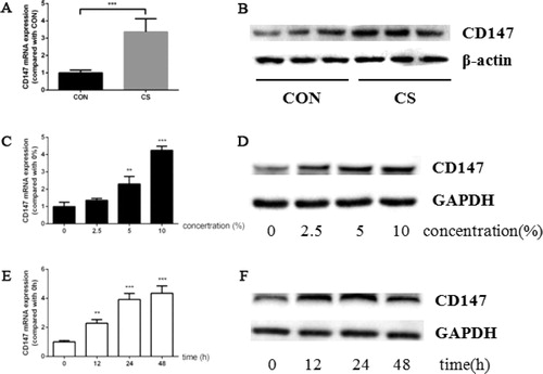 Figure 1. Cigarette smoke induced CD147 expression in murine lung tissue and HBE cells. (a, b) CD147 mRNA (a) and protein (b) expression in murine lung tissue; (c, d) CD147 mRNA (c) and protein (d) expression in HBE cells treated by CSE ranged from 0–10%; (e, f) CD147 mRNA (e) and protein (f) expression in HBE cells treated by 10% CSE for 0–48 h. (animal study was performed with six replicates in each group, and cell experiments were performed in triplicates, *p < 0.05; **p < 0.01; ***p < 0.001, compared with CON or 0).