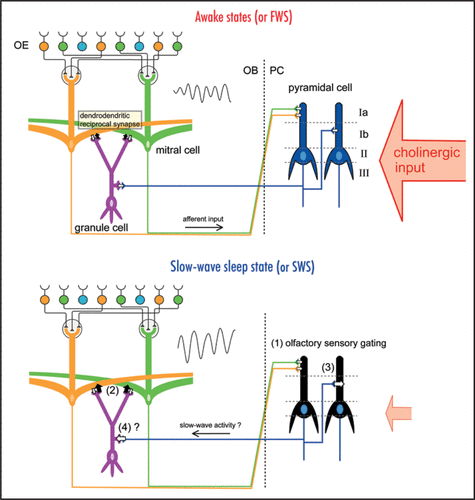 Figure 1 Behavioral state-dependent change in information flow in the olfactory system. Schematic diagrams of the neuronal circuit of the olfactory system. The odor information is detected by the olfactory sensory neurons in the olfactory epithelium (OE). Mitral cells in the olfactory bulb (OB) receive excitatory synaptic input from the olfactory sensory neurons and send their axons to the olfactory cortex, including the piriform cortex (PC). The afferent axons from mitral cells of the OB terminate on the dendrites of the pyramidal cells of the PC within layer Ia, whereas the associational fibers from the olfactory cortex terminate in layer Ib or layer III. During awake states or the fast-wave state (FWS) in urethane-anesthetized animals (upper diagram), cholinergic input from the basal forebrain is strong. During the slow-wave sleep state or slow-wave state (SWS) in urethaneanesthetized animals (lower diagram), cholinergic input is weak. During the slow-wave sleep state, (1) olfactory sensory gating occurs in the olfactory cortex, (2) granule-to-mitral dendrodendritic synaptic inhibition is enhanced in the OB and the frequency of gamma oscillation of local field potential (sinusoidal waves, inset) in the OB decreases, (3) the associational input to the PC is enhanced, and (4) the centrifugal input from the PC to the OB granule cells might be enhanced. These state-dependent changes occur coordinately in the whole brain to keep the neuronal circuits functioning optimally in each behavioral state.