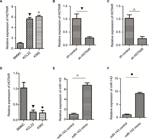 Figure S1 The level of HOTAIR and miR143 in k562 and KCL22.Notes: (A) The expression of HOTAIR was higher in K562 and KCL22 cells than that in BMMCs (✩▼ P<0.05). (B) In KCL22 cells, the expression of HOTAIR was downregulated in the knockdown group compared with the empty group (▼ P<0.05). (C) In K562 cells, the expression of HOTAIR was decreased in the knockdown group compared with the empty group (△ P<0.05). (D) The expression of miR-143 in K562 and KCL22 cells was lower than that in BMMCs (◆▼ P<0.05). (E) In K562 cells, the expression of miR-143 was upregulated in the overexpression group compared with the control group (✩ P<0.05). (F) The expression of miR-143 was higher in the overexpression group compared with the control group (■ P<0.05).Abbreviation: BMMC, bone marrow mononuclear cell.