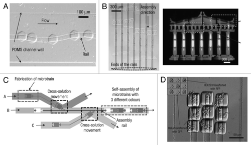 Figure 5 Microfluidic-guided assembly of cell-laden hydrogel building blocks. (A) Guided movement of microtrains along a sinusoidal-shaped rail in a microfluidic channel. (B) The complex self-assembly such as Greek temple was completed simultaneously by applying fluidic force inside a railed microfluidic channel. Each microstructure (37 microstructures in total) is fabricated independently on a corresponding rail. (C) Heterogeneous assembly process on the basis of the cross-solution movement scheme. (D) Assembled 3 × 3 matrix with two different living cells using cell-containing PEG-DA hydrogel building blocks.