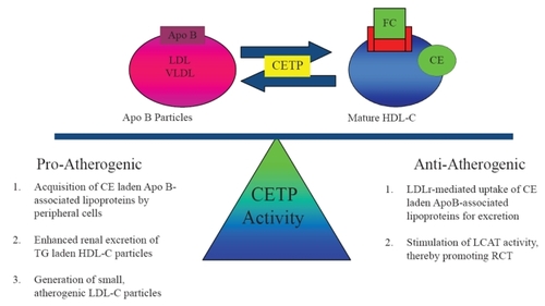 Figure 2 Dual nature of CETP activity. By shuttling cholesteryl esters (CE) and triglycerides (TG) between HDL-C and Apo B-associated lipoproteins, the enzyme cholesteryl ester transfer protein (CETP) creates substrate for both pro-atherogenic and anti-atherogenic pathways.