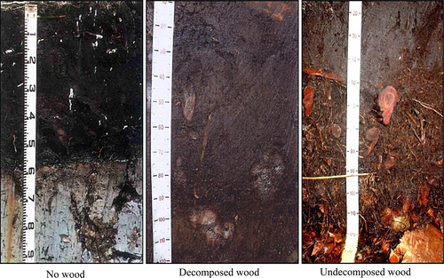 Fig. 4 Peat with No wood, decomposed wood and undecomposed wood.