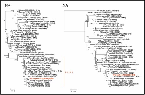 Figure 5. Phylogenetic trees of haemagglutinin (HA) and neuraminidase (NA) genes. The novel H5N6 isolate (YZ125) was marked with red. Clade lineages of human-infected avian influenza viruses are indicated on the right panel. Phylogenetic trees of each segment were constructed with MEGA7.0 software (https://www.megasoftware.net) using the neighbour-joining method and the sequence of ORF of each gene segment. Bootstrap analysis was performed with 1,000 replications. Scale bars indicated nucleotide substitutions per site.