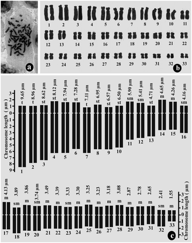 Figure 3. Mitotic chromosome study of root-tip cell (sporophytic generation) of Drimiopsis botryoides. (a) metaphase plate of root-tip cell showing 2n = 66 chromosomes; (b) karyogram of root-tip cell; (c) idiogram of diploid sporophytic plants.