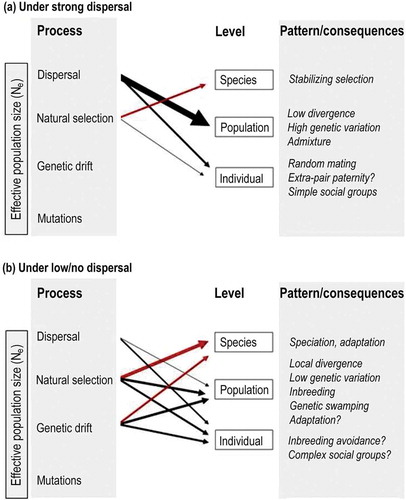 Figure 2. Conceptual model illustrating Arctic fox microevolution at the species, population and individual levels with recorded consequences under (a) strong dispersal and (b) no or low dispersal. The size of the arrow represents the relative strength of each process; red arrows correspond to long evolutionary timeframes whereas black arrows represent shorter timeframes. Under long timeframes, mutations may have a significant impact, but this has not been investigated.