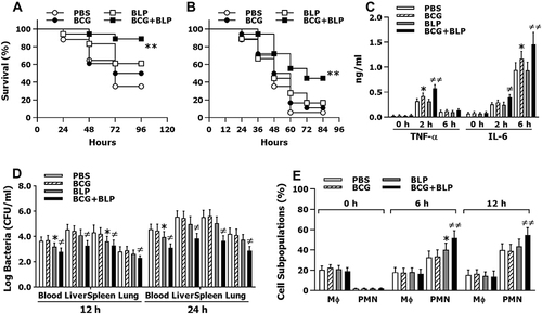 Figure 1 Trained immunity induced by BCG+BLP protects neonatal mice against microbial sepsis. Neonatal mice were injected with BCG, BLP, or BCG+BLP and rested for 3 days to induce trained immunity, and then challenged with cecal slurry peritonitis-induced polymicrobial sepsis. (A and B) Substantially improved survival in BCG+BLP-treated mice subjected to either mid-grade sepsis (p=0.0011) (A) or high-grade sepsis (p=0.002) (B) (n=18 per group) compared to PBS-treated mice (n=17). (C) Data shown are the results of serum TNF-α and IL-6 levels at 0, 2, and 6 h post septic challenge. (D) Bacterial counts in the blood, liver, spleen, and lungs assessed at 12 and 24 h post septic challenge. (E) Data shown are subpopulations (%) of PMNs (CD11b+F4/80−Gr1hi) and macrophages (CD11b+F4/80+CD11clo) in the peritoneal lavage collected at 0, 6, and 12 h post septic challenge. Data in (C–E) are mean ± SD (4–5 mice per time point) and representative of three independent experiments. *p<0.05, **p<0.01 versus PBS-treated mice; ≠p<0.05, ≠≠p<0.01 versus BCG- or BLP-treated mice.