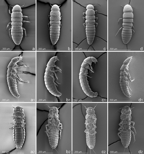 Figure 1. First instar larvae of Meloe (Eurymeloe) (a) apenninicus, (b) apivorus, (c) ganglbaueri and (d) mediterraneus: habitus in (a–d) dorsal, (a1–d1) right lateral and (a2–d2) ventral view.