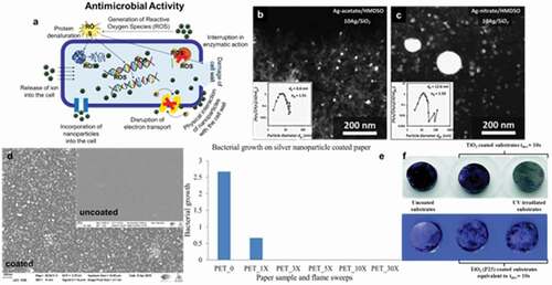 Figure 14. (a) Schematic summary of different antimicrobial mechanisms facilitated by FSP synthesized nanomaterials. (b) Scanning Transmission Electron Microscopy (STEM) micrograph of Ag/SiO2 nanoparticles synthesized using silver acetate/HDMSO precursor solution. (c) Scanning Transmission Electron Microscopy (STEM) micrograph of Ag/SiO2 nanoparticles synthesized using silver nitrate/HDMSO precursor solution. (d) SEM micrograph of PET paper sample before (inset) and after coating of Ag NPs. (e) Study of antimicrobial property of Ag NPs coated on PET paper against E. coli. (f) Digital image of crystal violet stained uncoated and TiO2 and P25 coated aluminium substrates with and without UV irradiation. (f) Spectrophotometric study (at 595 nm) of biofilm mass quantification using crystal violet staining. Reprinted with permission [Citation133–135]