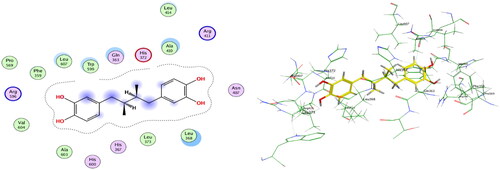 Figure 9. Mode of binding of NDGA inside 5-LOX active site 2D (left) and 3D (right).