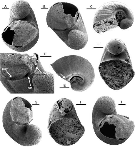 Figure 3. Protowenella flemingi Runnegar & Jell, Citation1976, internal moulds from the Henson Gletscher Formation, North Greenland, Cambrian, Miaolingian Series, Wuliuan Stage, Ptychagnostus gibbus Biozone. A, B, D, G, I, PMU 38329 from GGU sample 218831, Lauge Koch Land. A, B, apertural views showing isostrophic form and bilaterally symmetrical operculum. D, detail of umbilical area showing pits representing the cardinal processes (car) and clavicles (clav). G, I, oblique apertural views. C, E, PMU 38330 from GGU sample 271718 in oblique lateral and lateral views, with arrow in E showing termination of circumbilical channel prior to the broken aperture. F, PMU 38331 from GGU sample 271718, apertural view. H, PMU 38332, apertural view. Scale bars: 50 µm (A, B, D, G, I), 100 µm (C, E, F, H).