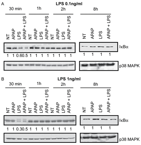 Figure 5.  Effect of the APAP and LPS combination on the NF-κB signaling pathway in RAW264.7 cells. A. RAW264.7 cells were treated with APAP (1 mM) alone, LPS (0.1 ng/ml) alone, or an APAP and LPS combination for up to 8 hr and lysed for assay of IκBα degradation by Western blotting. B. RAW264.7 cells were treated with APAP (1 mM) alone, LPS (1 ng/ml) alone, or an APAP and LPS combination for up to 8 hr and lysed for assay of IκBα degradation. Whole cell lysates were subjected to Western Blotting using antibodies specific for IκBα. An anti-p38 MAPK antibody was used as a loading control. Numbers under each image correspond to the ratio (IκBα/p38 MAPK) treated/(IκBα/p38 MAPK) control. Results are representative of two independent experiments.