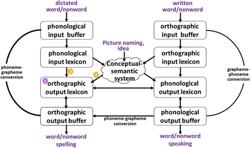 Figure 1. The single word spelling model (presented within a broader lexical model also for naming and reading). Display full size represents the locus of impairment in orthographic lexicon surface dysgraphia; Display full size represents the loci of impairment in disconnection surface dysgraphia