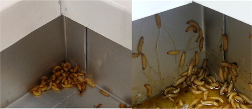 Figure 2. Trap C with dry (left) and wet (right) small hive beetle larvae. Note the larvae scaling the wall surface in wet conditions (Photo’s: K. Stief).