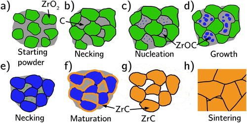 Figure 16. Mechanism of the RSPS process, (a) starting ZrO2 + C powders, (b) onset of sintering of the ZrO2 forming necks at contact points, (c) nucleation of the O-rich ZrOC phase, (d) simultaneous growth of the ZrOC and consumption of the ZrO2 phases, (e) neck formation at contact points between the ZrOC particles, (f) upon consumption of all ZrO2 the oxygen is reacted out of the ZrOC phase producing ZrC, (g) once all C is consumed ZrC is the only phase remaining and (h) is its sintering in the final phase of the RSPS.