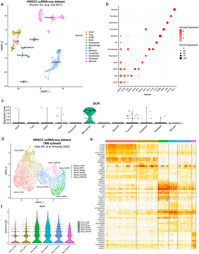 Figure 1. scRNA-seq analysis revealed OLR1 specifically expressed on tumor-associated macrophages. (A) Uniform Manifold Approximation and Projection (UMAP) plots of the scRNA-seq dataset from HNSCC samples. Infiltrating phenotypic cell clusters are represented in distinct colors. (B) Dot-plot of expression distribution of canonical markers for each cell type identification. (C) Violin-plot displaying the expression patterns of the OLR1 gene within each cell type. (D) UMAP plots of TAMs from a distinct scRNA-seq dataset. Different TAM subsets are represented in distinct colors. (E) Heatmap of top 10 highly expressed genes in each TAM subsets. (F) Violin-plot displaying the expression level of the OLR1 gene in the different TAM subsets.