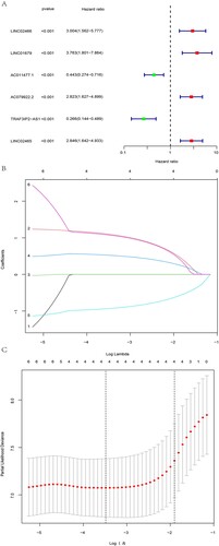 Figure 2. Univariate Cox regression and LASSO regression analysis. (A) Forest map showing the 6 NAD+ metabolism-related lncRNAs associated with prognosis obtained by univariate regression analysis. (B) Lasso regression plots and (C) cross-validation plots.