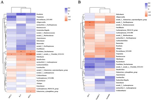 Figure 7. Correlation of intestinal flora changes with inflammatory factors and TJ protein parameters. (A) Analysis of relationships between species abundances and TNF-α, IL-6, and IFN-γ levels. (B) Analysis of relationships between species abundances and ZO-1, claudin-1 and occludin levels. The data in the two-dimensional matrix is reflected by the color change. The size of the value is represented by the color depth, and the change is represented by the color gradient. Orange, which denotes a negative correlation, and purple, which shows a positive correlation, frequently appear as regions on the graph. The absolute value of the correlation coefficient increases as the hue becomes deeper (*p < 0.05, **p < 0.01 and ***p < 0.001).