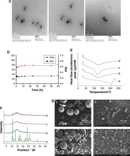 Figure 2 (A) Dynamic light scattering size measurement of Na2GA/SN-38 nanoparticles. (B) The CMC value of Na2GA/SN-38-BM. (C) Transmission electron micrograph (TEM) of Na2GA/SN-38 nanoparticles, the magnification from left to right was 80,000×, 100,000×, 150,000×. (D) The stability of Na2GA/SN-38-BM. (E) DSC thermograms of (a) SN-38, (b) Na2GA, (c) Na2GA/SN-38-BM, (d) Na2GA/SN-38-UM. (F) X-ray powder diffraction spectra of (a) SN-38, (b) Na2GA, (c) Na2GA/SN-38-BM, (d) Na2GA/SN-38-UM. (G) The electron micrographs of (a) Na2GA, (b) SN-38, (c) Na2GA/SN-38-UM, (d) Na2GA/SN-38-BM.Abbreviations: CMC, critical micelle concentration; PDI, polydispersity index.