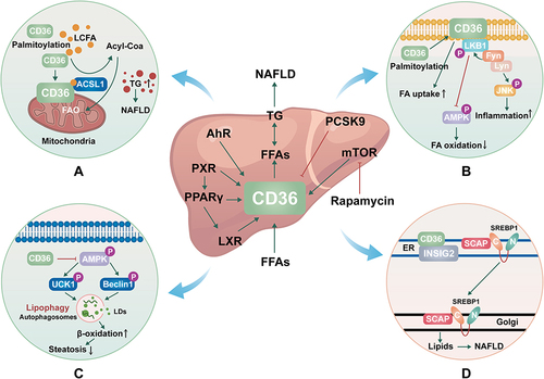 Figure 1 The mechanisms of CD36 in NAFLD. (A). Molecular mechanisms by which CD36 palmitoylation promotes FAO and NAFLD. (B). Molecular mechanisms by which CD36 palmitoylation promotes β-oxidation and inflammation. (C). Molecular mechanisms by which CD36 inhibits autophagy. (D). Molecular mechanisms by which CD36 promotes De novo lipogenesis.