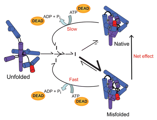 Figure 5 RNA chaperone activity of DEAD-box proteins by non-specific disruption of local structure. The RNA, shown in cartoon form as helical cylinders, represents the Tetrahymena group I intron ribozyme. The ribozyme folds primarily to the long-lived misfolded conformation (bottom; larger rate constants are shown with longer, thicker arrows), which therefore accumulates to high levels despite being less stable than the native state (top). DEAD-box proteins facilitate local structure disruptions of the native and misfolded RNA species in an ATP-dependent manner, without recognizing any structural features of the misfolded RNA. The RNA then folds again without any further influence of the DEAD-box protein. Despite the lack of specific recognition by the DEAD-box protein, the misfolded RNA is disrupted with greater efficiency than the native ribozyme because of its lower stability, and this difference allows the non-specific activity of DEAD-box proteins to accelerate net refolding to a population of predominantly native ribozyme (indicated by arrow at right). Modified from reference Citation125 with permission.