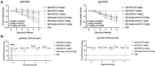 Figure 3. In vivo efficacy of intranasal IgM ACE2 decoy and IgG ACE2 decoy for treatment of SARS-CoV-2 Delta (B.1.617.2) infection in a Syrian hamster model.