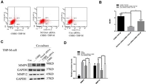 Figure 7 NCOA4 in HBE cells promotes the polarization of THP-M cells. Con, normal THP-M cells; CHBE, HBE cells treated with 5% CSE for 48 h; Con siRNA-CHBE, HBE cells transfected with control siRNA and then treated with 5% CSE for 48h; NCOA4 siRNA-CHBE, HBE cells transfected with NCOA4 siRNA and then treated with 5% CSE for 48h. THP-M cells were cocultured with CHBE, Con siRNA-CHBE and NCOA4 siRNA-CHBE cells for 48 h. (A) Representative histograms showing the flow cytometry results and (B) the percentages of M2/M1 macrophages. (C) and (D) THP-M cells were cocultured with CHBE, Con siRNA-CHBE and NCOA4 siRNA-CHBE cells, and the levels of MMP9 and MMP12 were determined using Western blotting. The data are the mean ± SD (n=3). *P<0.05; **P < 0.01.