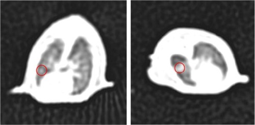 Figure 7 CT image of lung tissues in cancer-bearing nude mice.Note: The red circles indicate the tumor.Abbreviation: CT, computed tomography.