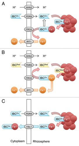 Figure 1. Schematic depiction of possible functions of iron binding compounds (IBCs). (A) Chelation of Fe(III) mobilized from Fe(III) oxide with subsequent reduction of Fe(III) by FRO2. (B). Reduction of Fe(III) by reduced IBCs and subsequent recycling of the redox state via reduction of IBCs by FRO2 or other oxidoreductases. (C) IBCs that function in an independent Fe uptake system. After secretion, IBCs bind Fe(III) released from Fe(III) oxides and the Fe(III)-IBC complex is taken up as such without prior reduction. IBCOx, oxidized IBC; IBCRed, reduced IBC. Symbols represent proteins identified in Arabidopsis but functional orthologs may exist in other species.