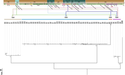 Figure 2. The schematic regions of the 89 K PAI based on the absence and presence in the 89K-like PAIs. Different regions were marked by coloured shading. CR: conserved region; HVR: highly variable region; VR: variable region; the different coloured lines indicated the regions were absent in the corresponding clade of the 89K-like PAIs phylogenetic tree. The maximum-likelihood phylogenetic tree based on Multiple Sequence Alignment (MSA) of 89K-like PAIs was constructed using MEGA with bootstrap value 1000.