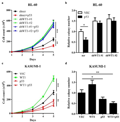 Figure 4. WT1 inhibits AML cell proliferation in a p53-dependent Manner. (a) and (b) Cell proliferation (a) and colony formation (b) of stable HL-60 cells overexpressing full-length p53 with or without WT1 knockdown were determined by cell counting and colony-forming assay, respectively; (c) and (d). KASUMI-1 cells were transiently expressed with WT1, or p53, or both, and cell proliferation (c) and colony formation (d) were determined by cell counting and colony-forming assay, respectively. Shown are average values of triplicated results with SD; *p < 0.05; **p < 0.01; ***p < 0.001 for the indicated comparison