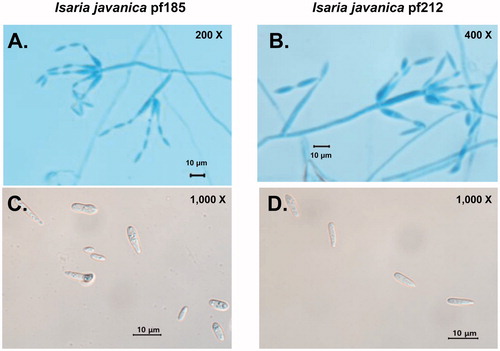 Figure 2. Morphology of the conidia and phialides of Isaria javanica isolates pf185 and pf212. Phialides with developing conidial chains of I. javanica pf185 (A) and I. javanica pf212 (B). Typical shapes of individual conidia of I. javanica pf185 (C) and I. javanica pf212 (D). Scale bars represent 10 μm. The images are representative of two independent observations with at least 40 conidia and 70 phialides.