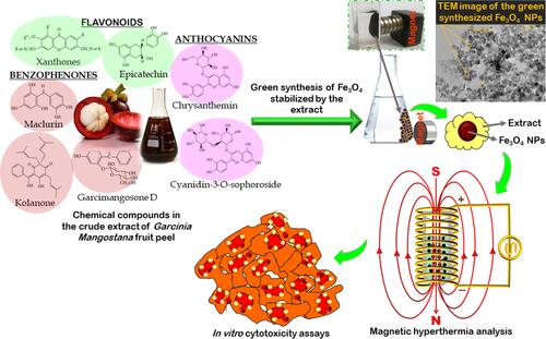 Figure 1 A schematic of the chemical compounds in the crude extract of G. mangostana fruit peel which served as a green stabilizer to synthesize Fe3O4 NPs for magnetic hyperthermia study and elimination of the colon cancer cells.