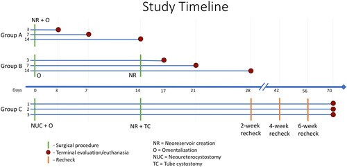 Figure 1. Research timelines (x-axis) for Groups A, B, and C (y-axis). Dogs in Groups A and B were designated by their group and pre-determined study endpoint of 3, 7, or 14 days after undergoing a single or staged surgery. Timepoints for surgical procedures are marked by green lines. Red dots indicate the study endpoint for that dog. Group C was carried out after completion of Groups A and B. Dogs were randomly designated C1-C3. As with Group B, 2 different surgical procedures were carried out 2 weeks apart. Follow-up recheck evaluations were performed every 2 weeks as marked by the orange lines until terminal endpoint 2 months after the second surgery. Laboratory analyses and ultrasounds were performed concomitant with each surgical procedure, recheck if applicable, and terminal time-point.