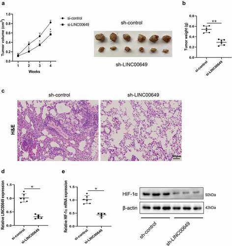 Figure 6. LINC00649 promoted the growth and metastasis of TNBC in vivo. A mice subcutaneous tumor model was established by subcutaneously injecting MDA-MB-231 cells transfected with sh-control or sh-LINC00649 into nude mice (n = 6/group). (a) Tumor volume was measured weekly. (b) Tumor weight was measured after 4 weeks. Pulmonary metastasis model was established by injecting MDA-MB-231 cells transfected with sh-control or sh-LINC00649 were injected into nude mice via tail vein (n = 6/group). (c) After 4 weeks, HE staining was performed to detect the degree of tumor metastasis. Scale bar = 50 µm. (d) QRT-PCR was used to detected LINC00649 level in the tumors. (e) The HIF-1α mRNA level and protein expression in the tumors were detected by qRT-PCR and Western blot. *P < 0.05, **P < 0.01 vs. si-control.