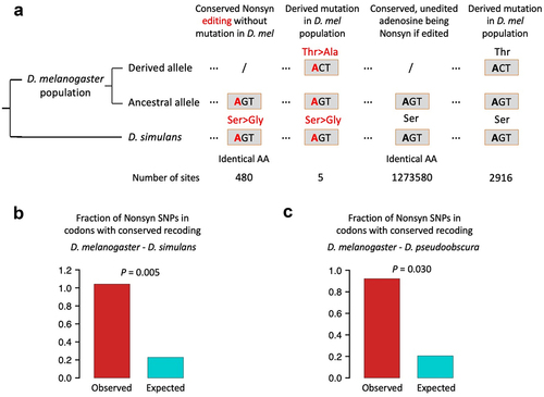 Figure 4. Fraction of nonsynonymous SNPs in codons with conserved recoding events. (a) The schematic diagram showing how we calculated the observed and expected fractions of SNPs. (b) Observed and expected fractions of SNPs. The D. melanogaster - D. simulans conserved recoding sites were used. p value was calculated by one-sided Fisher’s exact test. (c) Observed and expected fractions of SNPs. The D. melanogaster-D. pseudoobscura conserved recoding sites were used. p value was calculated by one-sided Fisher’s exact test.