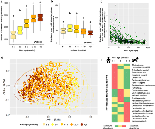 Figure 3. Contribution of fruit and vegetable associated bacteria to the diversity of the human gut microbiome. The box plots include the observed human gut-associated bacteria (a) and fruit and vegetable associated bacteria (b) based on the observed MAGs in the gut. The Kruskal-Wallis test followed by pairwise comparison at P < 0.05) within different host ages are indicated by different letters above the boxplot. The scatter plot shows the ratio of the observed fruit and vegetable associated and human gut-associated bacterial metagenome-assembled genomes (MAGs) along the age gradient (c). Community clustering of fruit and vegetable associated bacteria in the human gut is shown using a two-dimensional PCoA plot and based on a Bray–Curtis dissimilarity matrix (d). LEfSe analysis indicated fruit and vegetable associated bacterial MAGs that are enriched in different age groups (e).