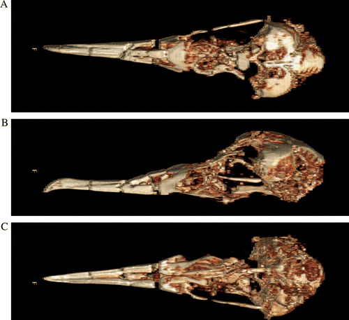 Fig. 3  The fossil shearwater skull (Puffinus sp.) as a multi-planar 3D reconstruction derived from CT scans: (A) dorsal; (B) left lateral; and (C) ventral. Each view is slightly oblique. (Reconstruction by T. Sheehan, Ascot Radiology, Auckland.)