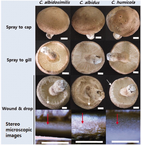 Figure 6. Inoculation test using different Cryptococcus spp. to shiitake fruit bodies (Chamaram cultivar). Wound and spray methods were used for inoculation using the inoculum concentration of 1 × 106 cells/ml. White arrows indicate the wounded position on the cap of the mushroom fruit bodies. Red arrows indicate inside of the cut-wounded area with a blade. Scales: 10 mm for fruit body and 1 mm for the stereo microscopic images.