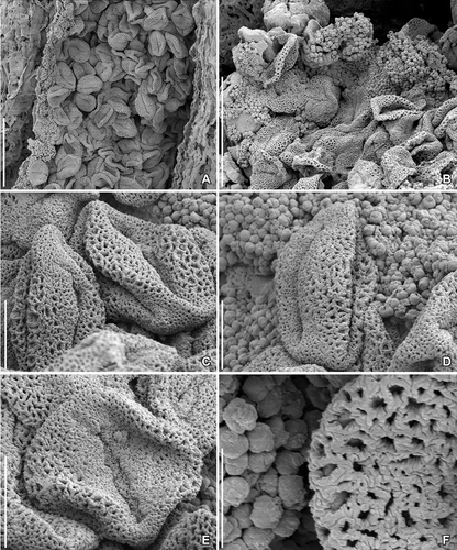 Figure 5. SEM images of Kenilanthus marylandensis gen. et sp. nov., in situ pollen in anthers from the Early Cretaceous (early–middle Albian) Kenilworth locality, Maryland, USA; holotype and only specimen (PP54087; sample Kenilworth 174). A. Longitudinal view of broken pollen sac showing many pollen grains and abundant orbicules lining the inner side of the theca wall. B. Pollen grains and densely packed orbicules inside an anther. C–E. Pollen grains in different views showing the colpi (two of the three on each grain in [C, D]), graded reticulum, and sculptured colpus membrane (on the single colpus seen in [E]). F. Detail of pollen and orbicules showing the segmented, spiny muri, the columellae supporting the muri and irregular, spheroidal orbicules. Scale bars – 25 µm (A), 20 µm (B), 5 µm (C–E), 2 µm (F).