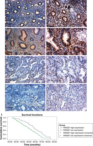 Figure 1 HMGB1 expression in human endometrial tissues was assessed by IHC.